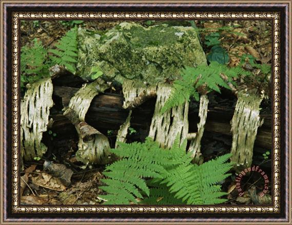 Raymond Gehman Moss Covered Birch Log And Ferns at The Thuya Garden Framed Painting