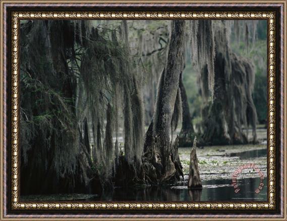 Raymond Gehman Moss Draped Cypress Trees Framed Painting