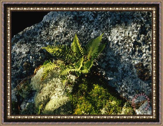 Raymond Gehman Mosses Lichens And Ferns Growing on a Large Rock Granite Framed Painting