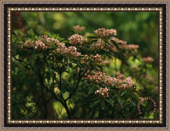 Raymond Gehman Mountain Laurel with Buds Ready to Blossom Framed Painting