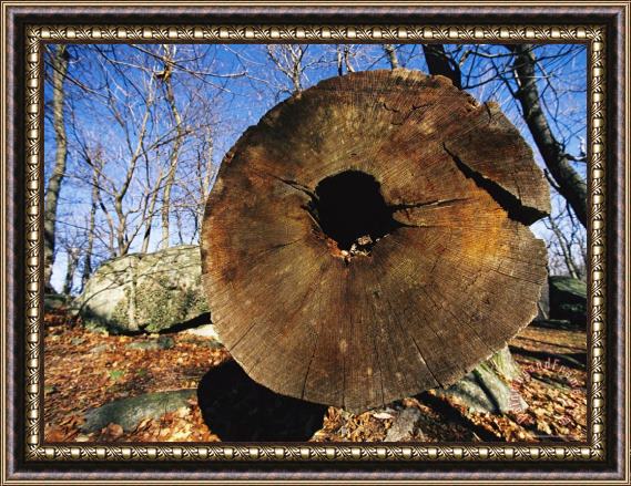 Raymond Gehman Nuts Are Stashed in a Hollow Tree Log Framed Painting