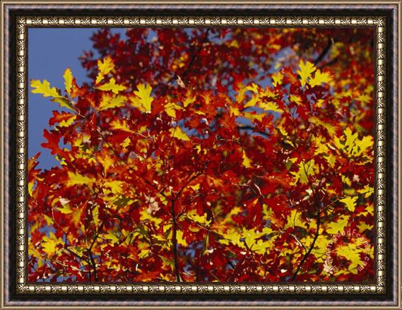 Raymond Gehman Oak Leaves in Fall Colors Against a Bright Blue Sky Framed Painting