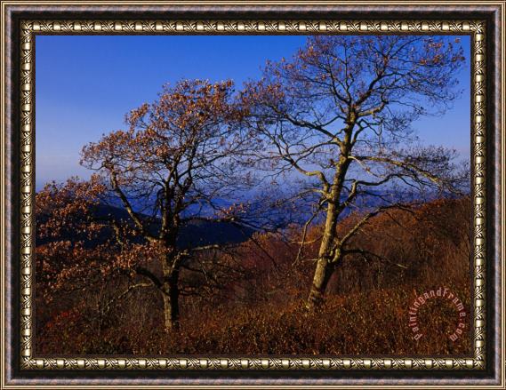 Raymond Gehman Oak Trees in Autumn Colors in a Mountain Scenic Framed Print