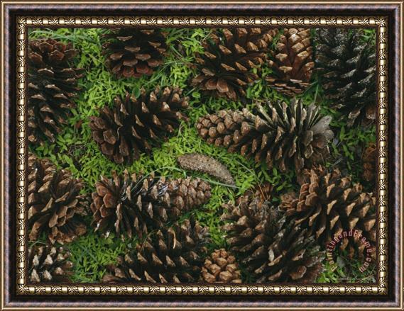 Raymond Gehman Open Pine Cones Littering Ther Ground Framed Painting