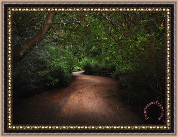 Raymond Gehman Park Trail Through a Scenic Coastal Redwood Forest Framed Print