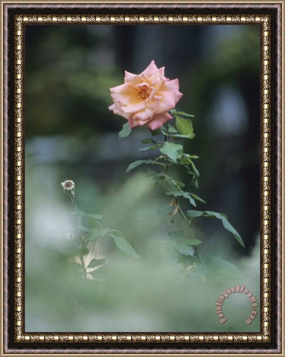 Raymond Gehman Peach Colored Rose Blossoms in a Garden Framed Painting