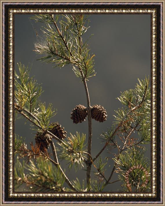 Raymond Gehman Pine Cones at The Top of a Small Pine Tree Framed Print
