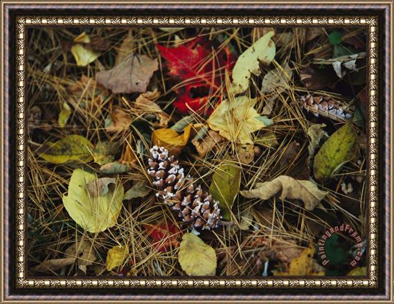 Raymond Gehman Pine Needles And Cones And Autumn Leaves Along The Appalachian Trail Framed Painting
