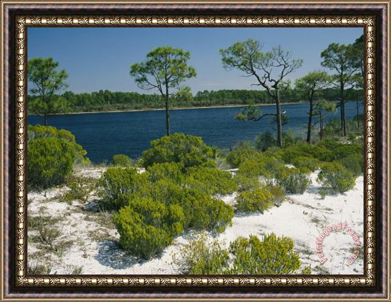 Raymond Gehman Pine Trees And Brush Growing in Sandy Ground Along a Waterway Framed Painting
