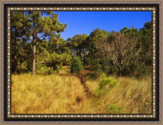 Raymond Gehman Pine Trees And Grasses in a Coastal Maritime Forest Framed Painting
