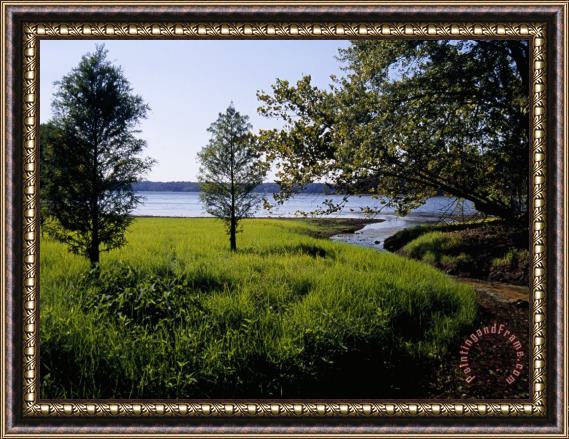 Raymond Gehman Pond Cypress Trees Growing Along The Shore of Kentucky Lake Framed Painting
