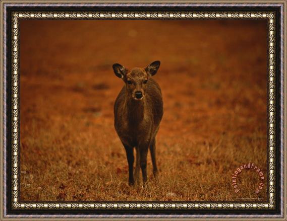 Raymond Gehman Portrait of a Sika Deer Framed Print