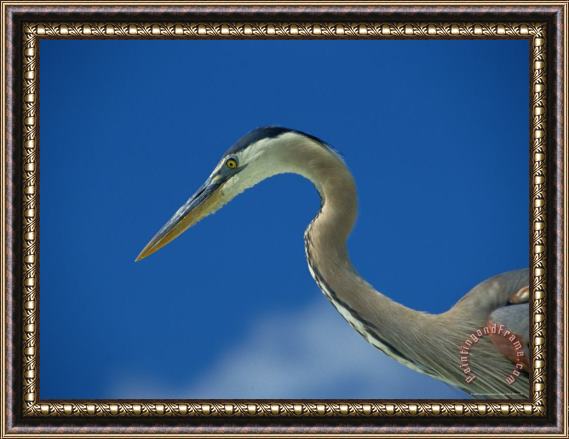 Raymond Gehman Profile View of a Great Blue Heron Framed Painting
