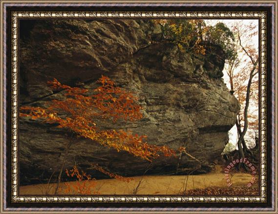 Raymond Gehman Raven Rock Trail And Autumn Colored Beech Tree Framed Painting