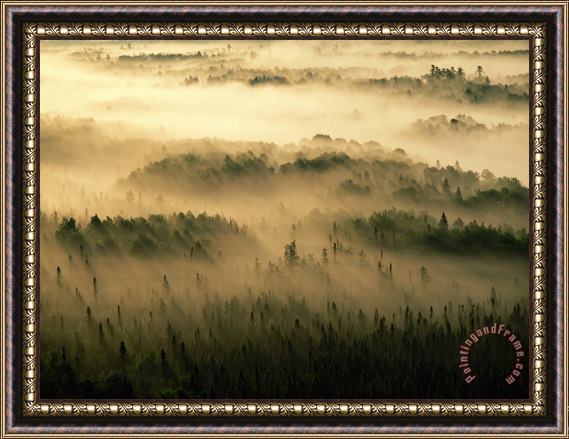 Raymond Gehman Rays of Early Morning Sunlight Beam Into Fog That Shrouds a Forest Framed Painting