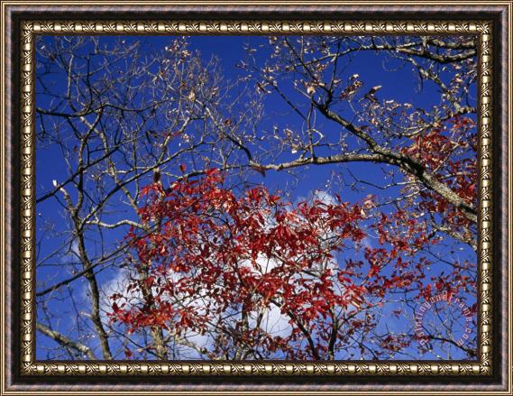 Raymond Gehman Red Maple Leaves And Blue Sky Atop Meadow Creek Lookout Framed Painting