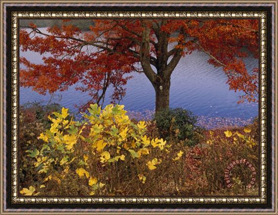 Raymond Gehman Red Maple Tree And Sycamore Sapling at Lake S Edge Framed Print