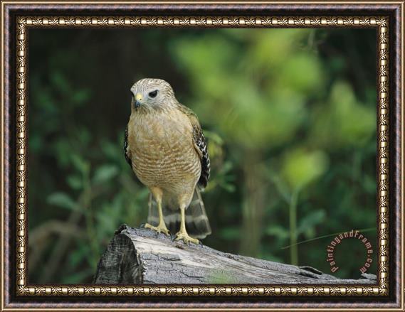 Raymond Gehman Red Shouldered Hawk Perched on a Fallen Log Framed Painting