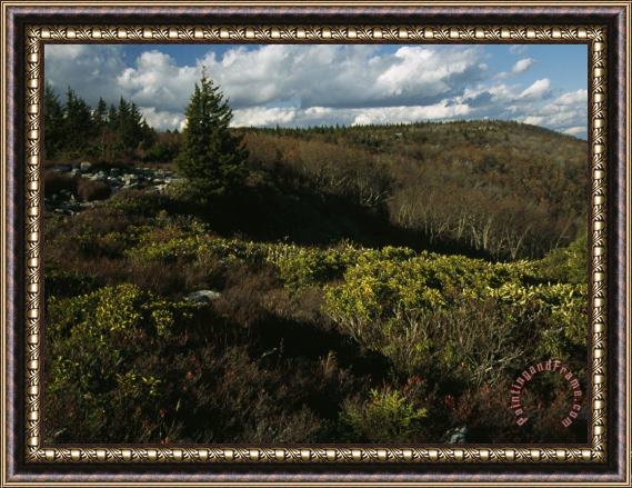 Raymond Gehman Rolling Hills with Evergreens And Shrubs Under Cloud Filled Sky Framed Print