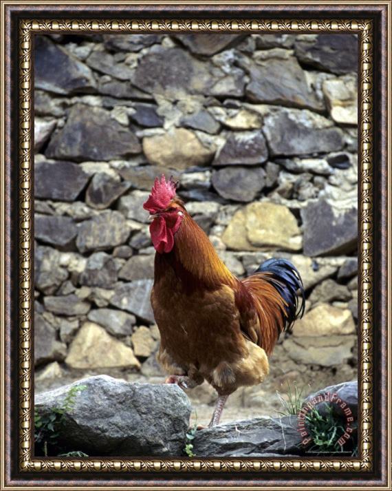 Raymond Gehman Rooster with Stone Wall Behind Yang River Canyon Shaoguan Area Framed Painting