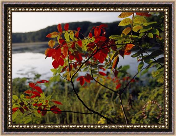 Raymond Gehman Scarlet Sumac Branches Along The Shores of Hematite Lake Framed Painting