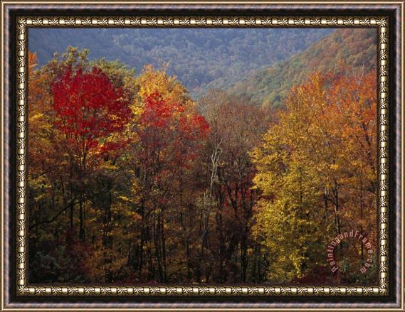 Raymond Gehman Scenic View of Tree Coverd Hills in Autumn Hues Framed Painting