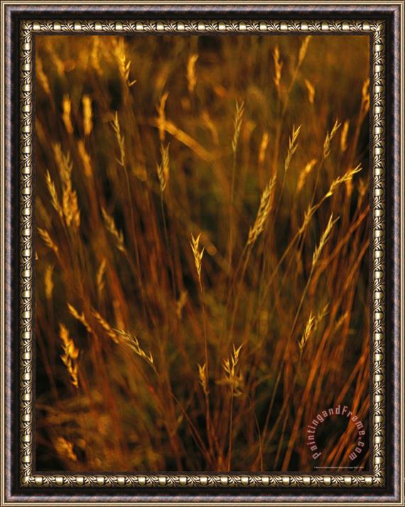 Raymond Gehman Seed Heads Top Golden Grasses Framed Painting