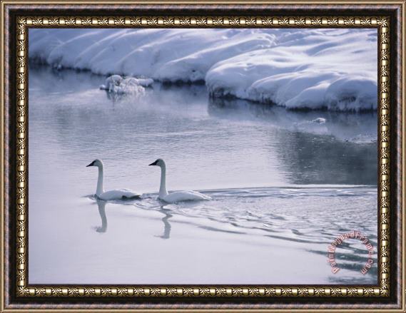 Raymond Gehman Serene Adult Trumpeter Swans Sail The Snow Banked Madison River Framed Print