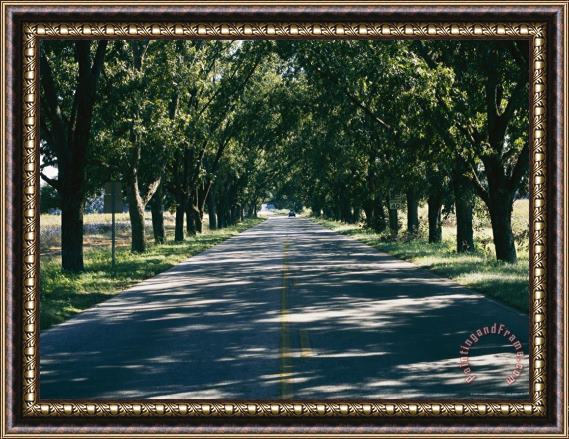Raymond Gehman Shadows Cast by Sunlight Filtering Through The Trees Lining a Country Road Near Edgefield Framed Print