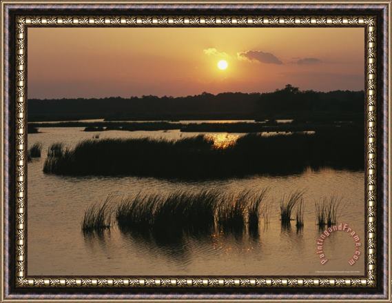 Raymond Gehman Silhouetted Aquatic Grasses at Twilight in a Wetland Framed Painting