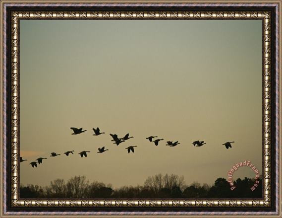 Raymond Gehman Silhouetted Canada Geese Flying in Formation at Twilight Framed Painting