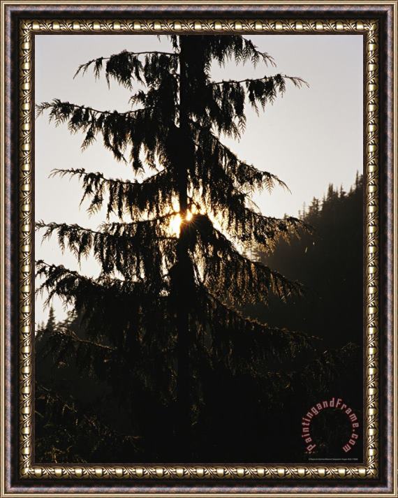 Raymond Gehman Silhouetted Fir Tree at Twilight Framed Painting