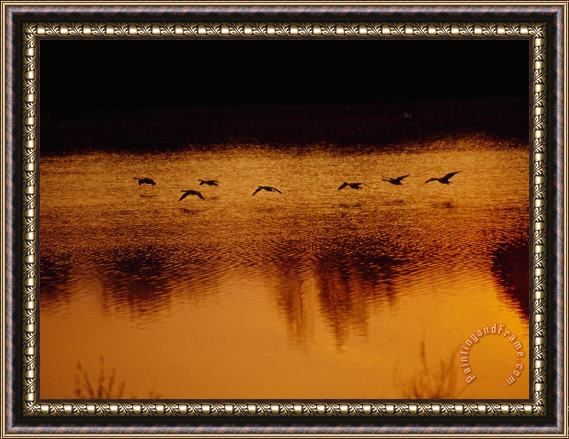 Raymond Gehman Silhouetted Geese Taking Off From Lake Nevin at Sunset Framed Print