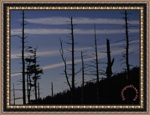Raymond Gehman Silhouetted Remains of a Spruce Fir Forest on Clingman S Dome Framed Painting