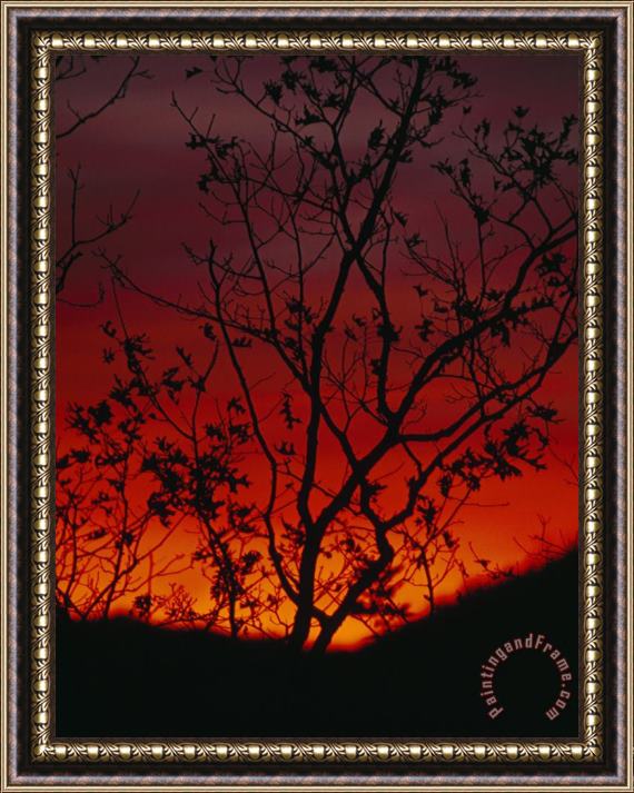 Raymond Gehman Silhouetted Tree And Blazing Sky at Sunset Over Blue Ridge Mountains Framed Painting
