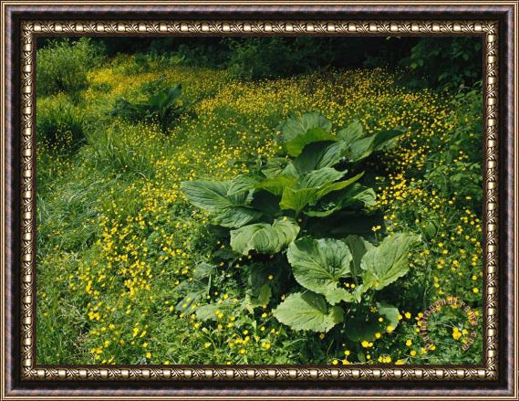 Raymond Gehman Skunk Cabbage Growing Among Yellow Buttercups Framed Painting
