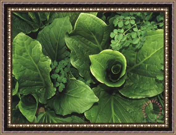 Raymond Gehman Skunk Cabbage in a Bog Framed Painting