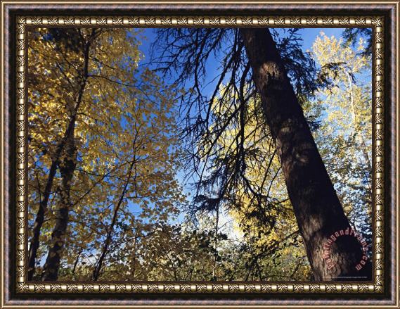 Raymond Gehman Skyward View of Trees in Autumn Foliage Framed Painting