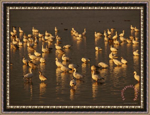 Raymond Gehman Snow Geese Feeding on Swans Cove Pool at Sunset Framed Painting