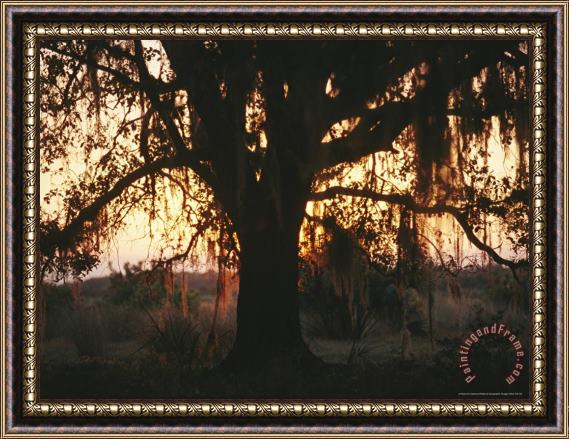 Raymond Gehman Spanish Moss Draped Silhouetted Oak Tree at Twilight Framed Print