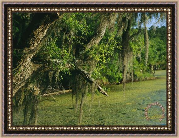 Raymond Gehman Spanish Moss Draped Tree Limbs Hanging Over Algae Covered Water Framed Print