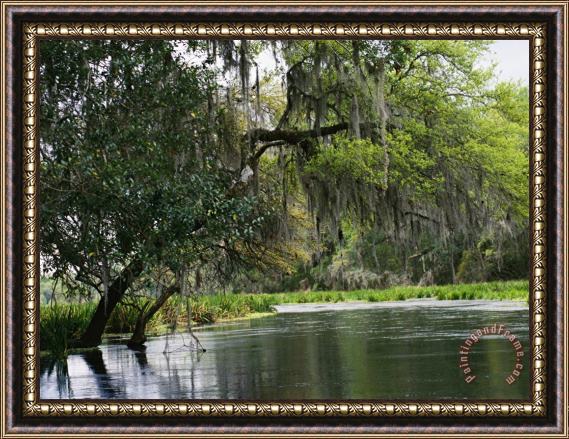 Raymond Gehman Spanish Moss Fills Tree Branches Overhanging a Waterway Framed Print