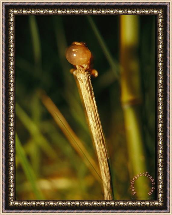 Raymond Gehman Spring Peeper Frog Croaks As Part of a Mating Ritual Framed Painting