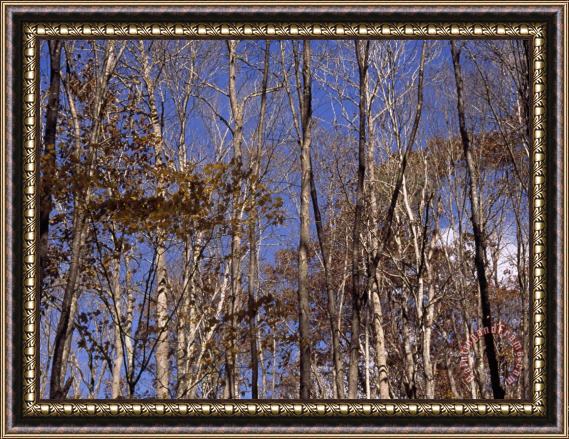 Raymond Gehman Stand of Partially Denuded Trees And Clear Blue Sky Framed Painting