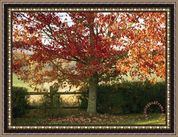 Raymond Gehman Sunlight on a Maple Tree in Fall Foliage Framed Painting