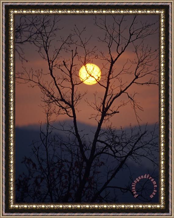 Raymond Gehman Sunrise Over Mountains Viewed Through an Oak Forest Framed Painting