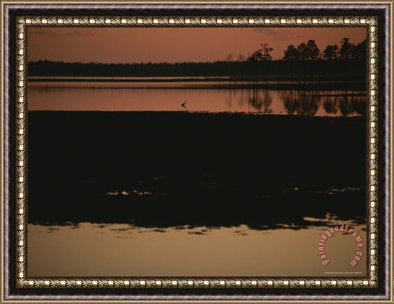Raymond Gehman Sunset Behind Loblolly Pines on a Tidal Marsh with a Great Blue Heron Framed Painting