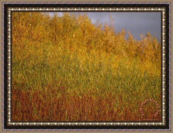 Raymond Gehman Sunset Illuminates The Autumn Colors of Willow Trees Framed Print
