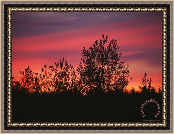 Raymond Gehman Sunset Silhouettes The Birch Trees Along The Mackenzie River Framed Painting