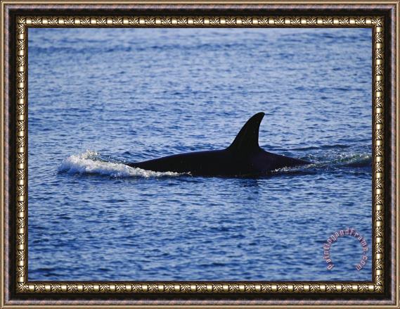 Raymond Gehman The Dorsal Fin of a Killer Whale Orcinus Orca Slices Through Water Framed Painting